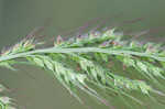 Rough barnyardgrass